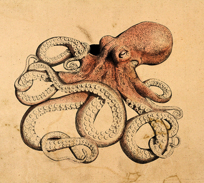 Hand-Drawn Illustration of Octopus Print