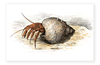 Hermit Crab Watercolor Art Print – Hand-Drawn & Hand-Colored, 8x10 Archival Print