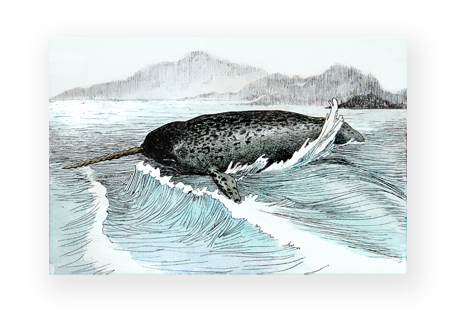 Unique deals narwhal art