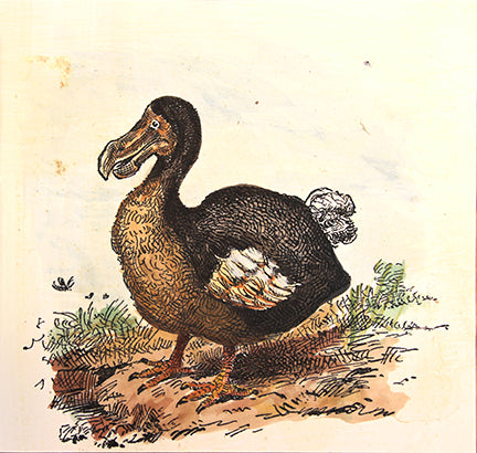 Dodo Bird Art Print