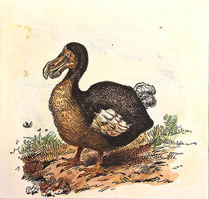 Vintage Dodo Bird Art Print – Hand-Colored French Reproduction, 8x10 Archival Paper