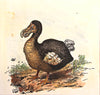 Dodo Bird Art Print